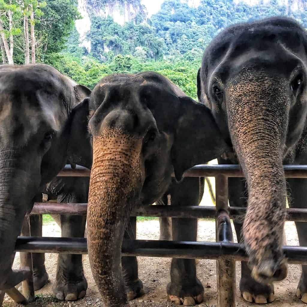 Three elephants on trip to Thailand with kids