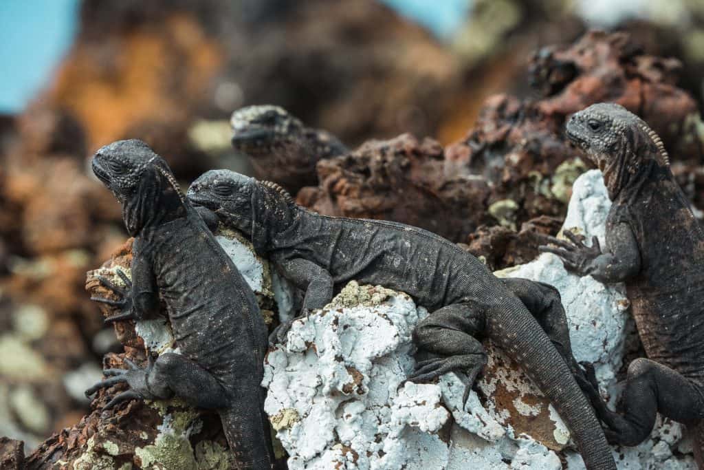 Marine Iguanas on rocks