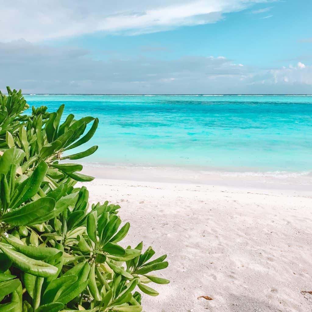Beach in the Maldives with bright blue sea and green plant in the foreground
