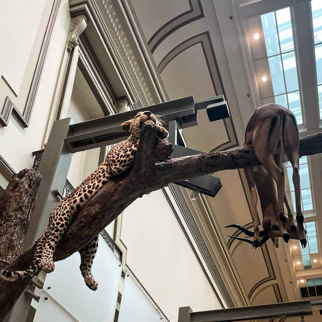 Stuffed cheetah and gazelle in the Mammals Hall at the Smithsonian National Museum of Natural History