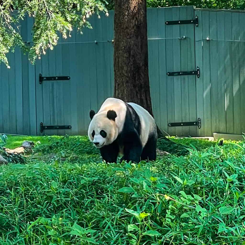 Giant Panda outside at the Smithsonian National Zoo