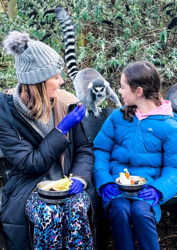 The Best Animal Experience Days in the UK