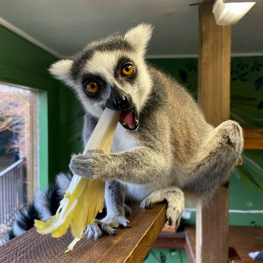 A lemur eating a stick of celery at a zoo