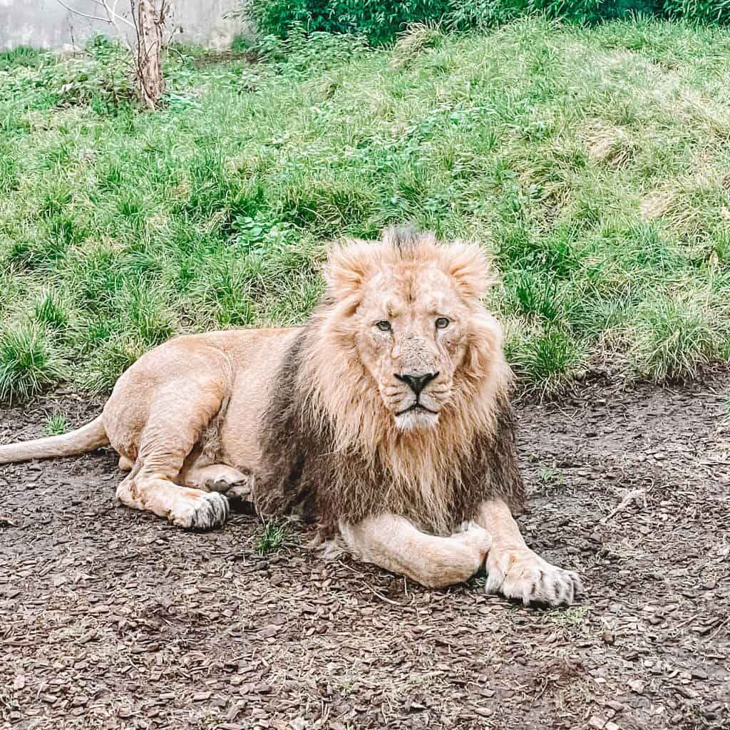 A male lion lying down at a zoo