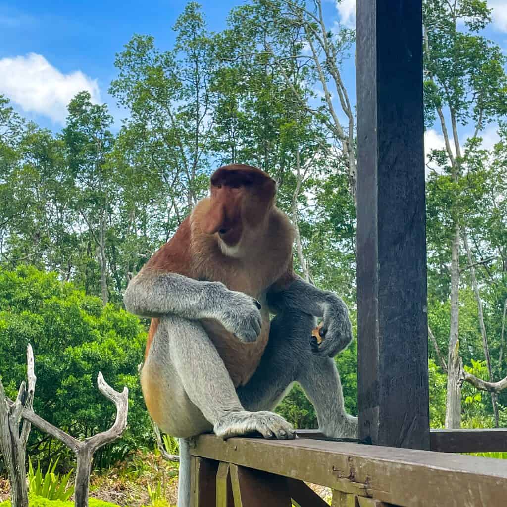 Proboscis monkey sitting on a fence in Borneo