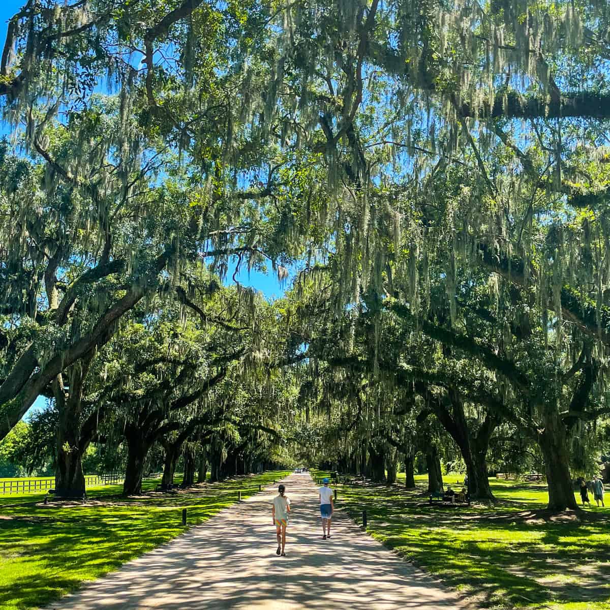 12 Things To Do with Kids in Charleston SC - The Family Conscience