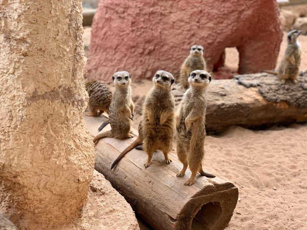Meerkats standing upright at a zoo