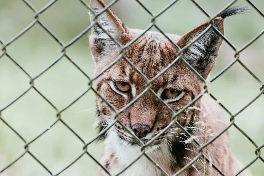 A lynx in an enclosure at a zoo