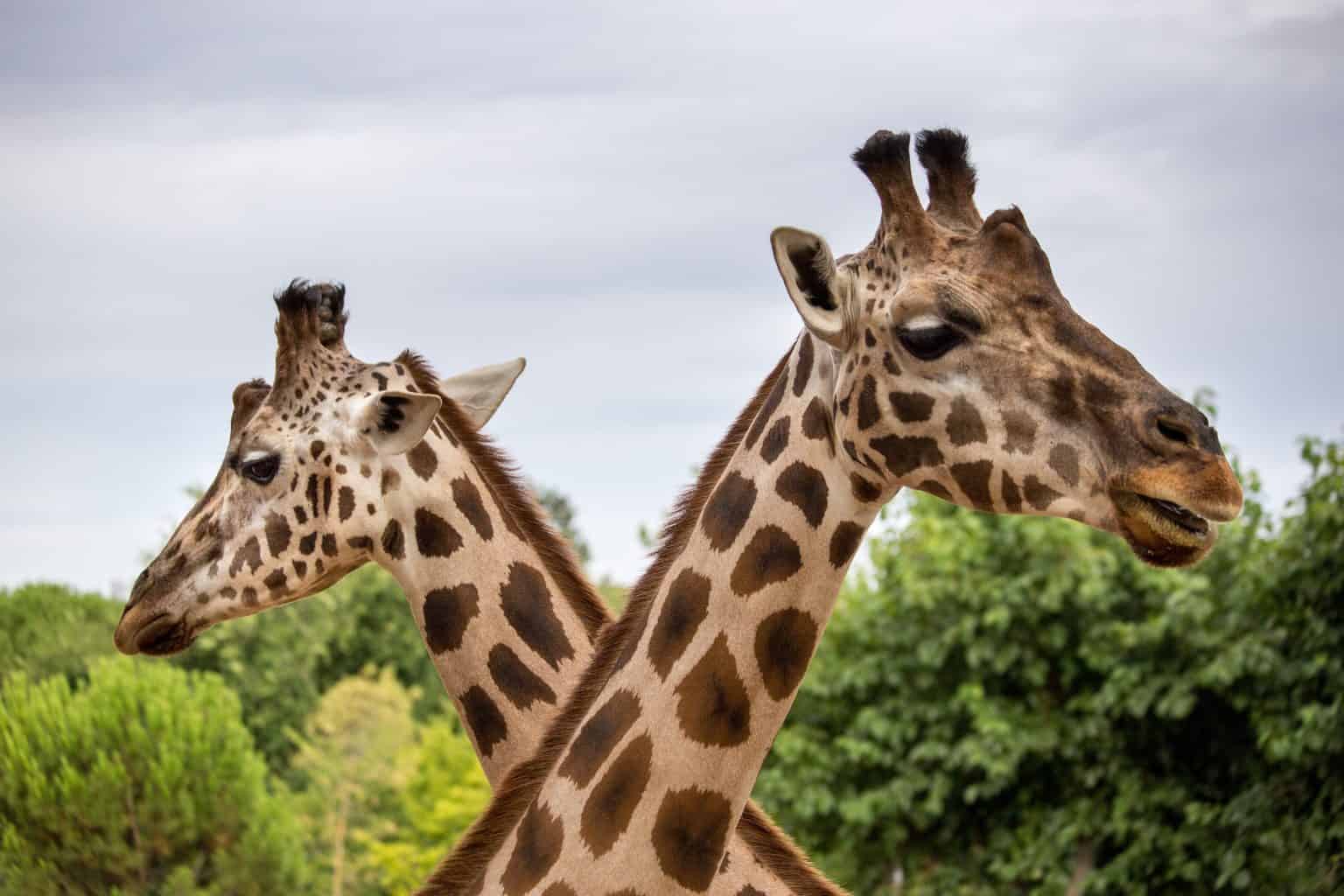 17 Best Zoos In The UK - Plan Your Family Day Out! - The Family Conscience