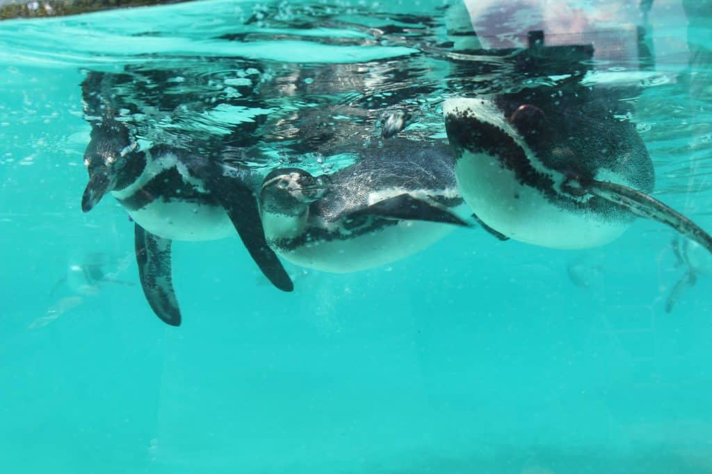 Penguins swimming underwater at a zoo