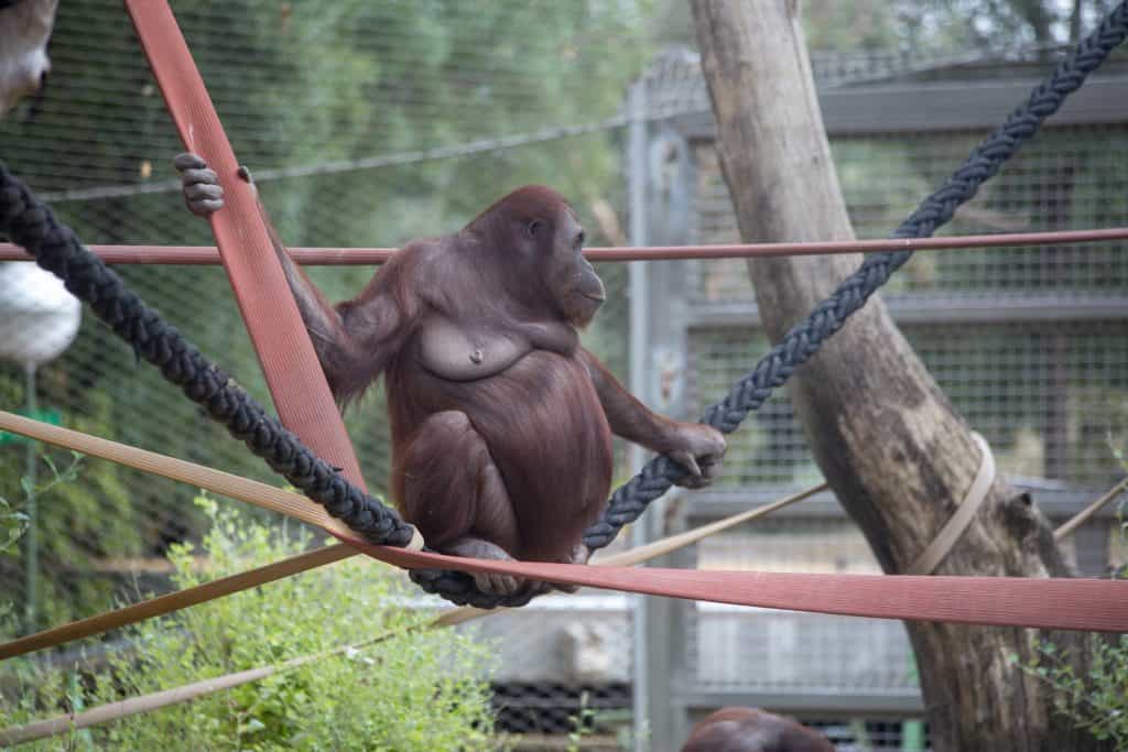 Orangutan sitting on a rope at a zoo