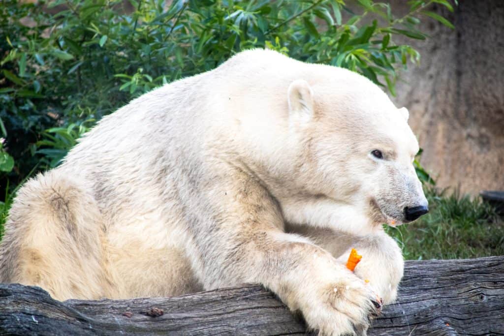 Polar bear leaning on a log and eating a carrot at a zoo