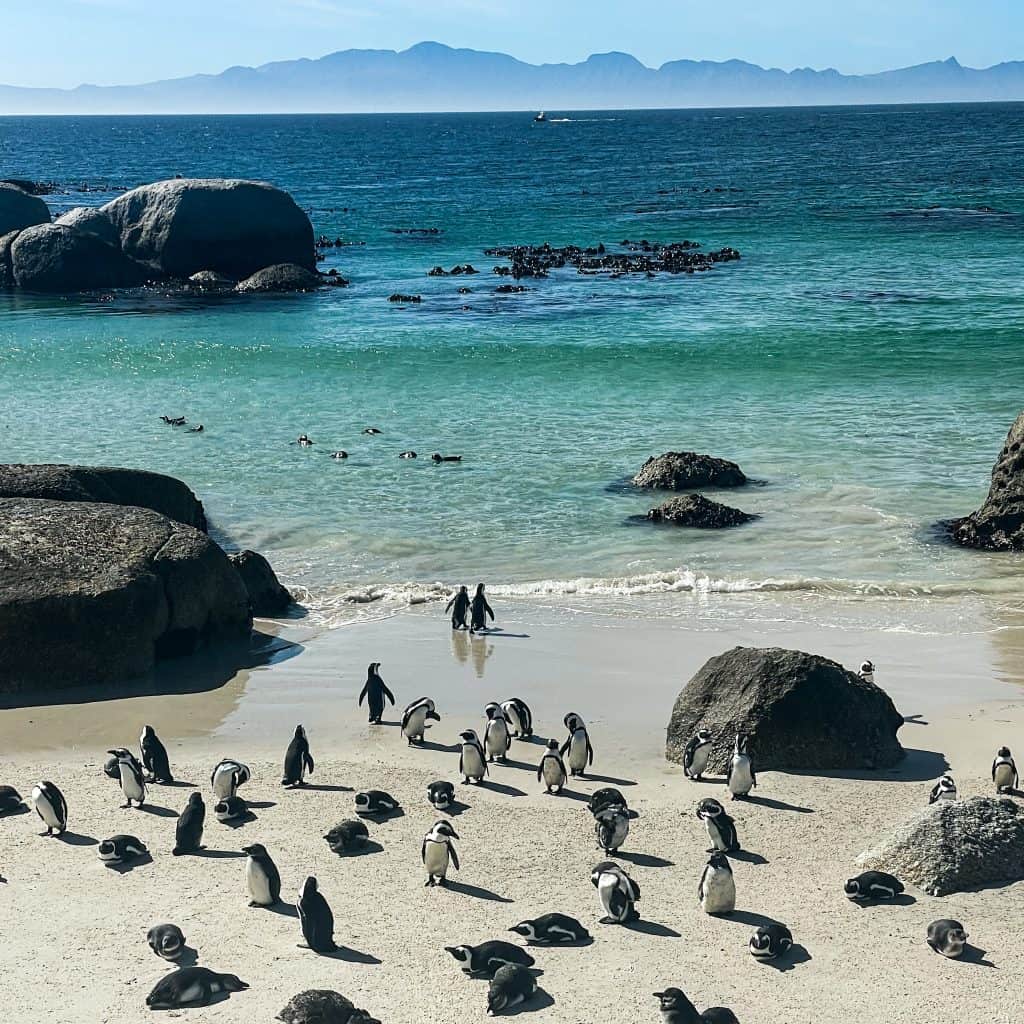 Penguins at Boulders Beach in Cape Town