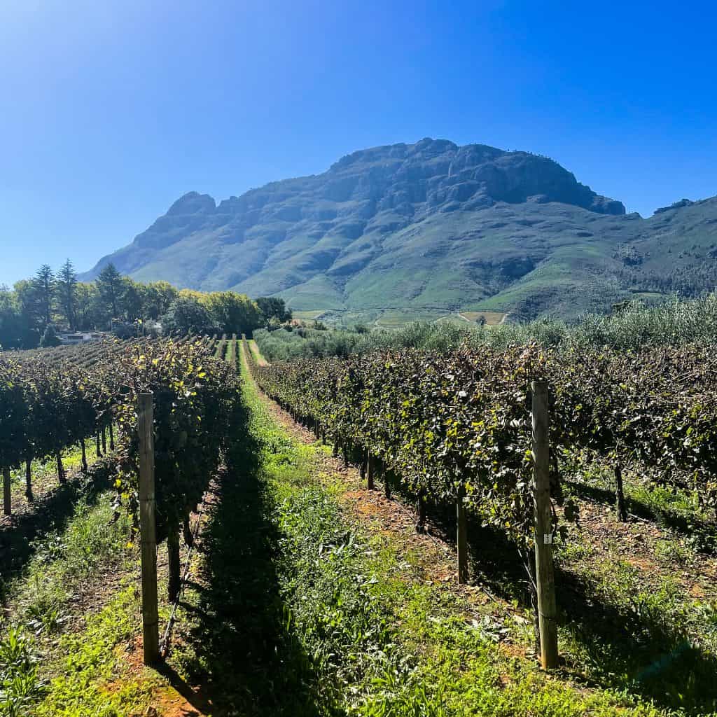 Vineyard at Tokara wine farm in Stellenbosch
