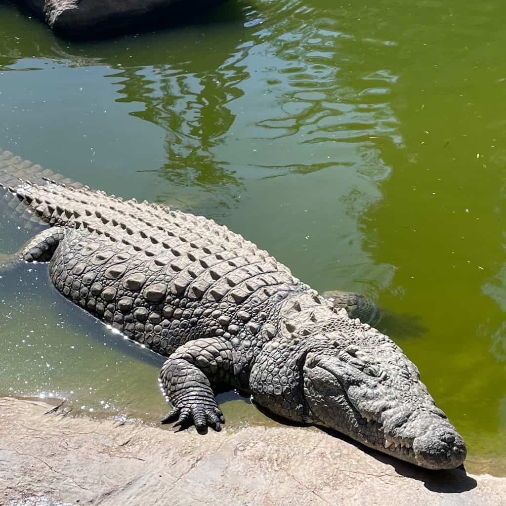 One of the Borneo Big 5: Crocodile in water