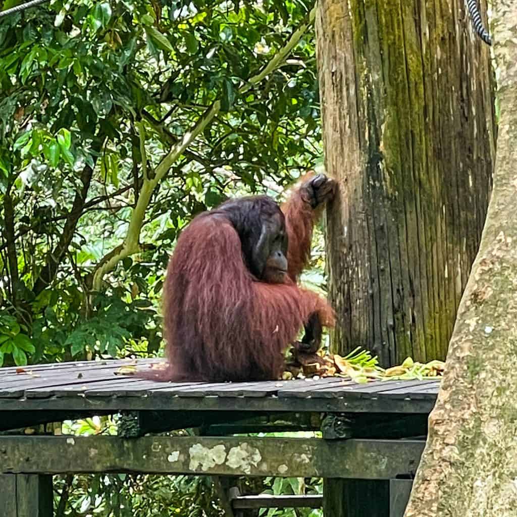 One of the Borneo Big 5: Orangutan at Sepilok Orangutan Rehabilitation Centre