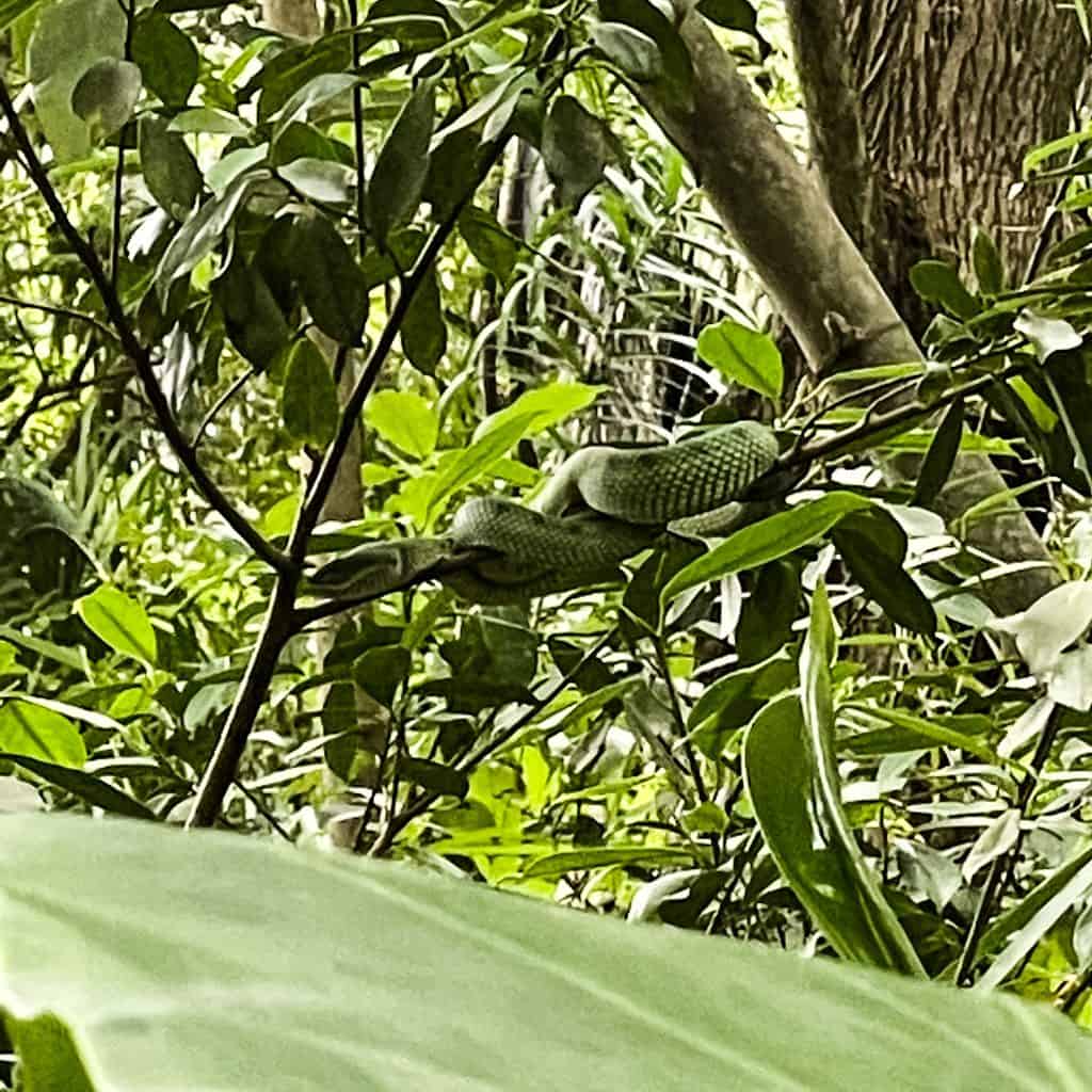 Emerald green tree snake sleeping on a branch in Borneo