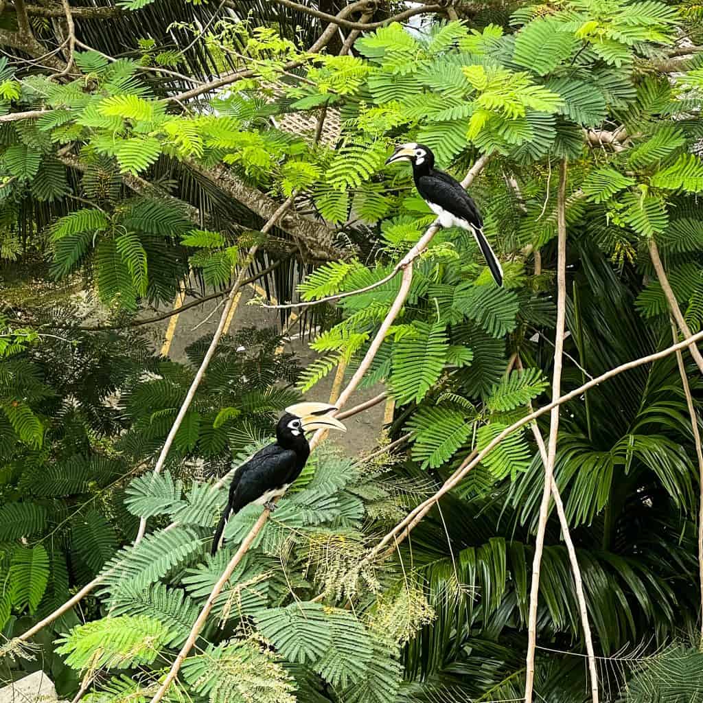 Two hornbills sitting in the trees in Borneo
