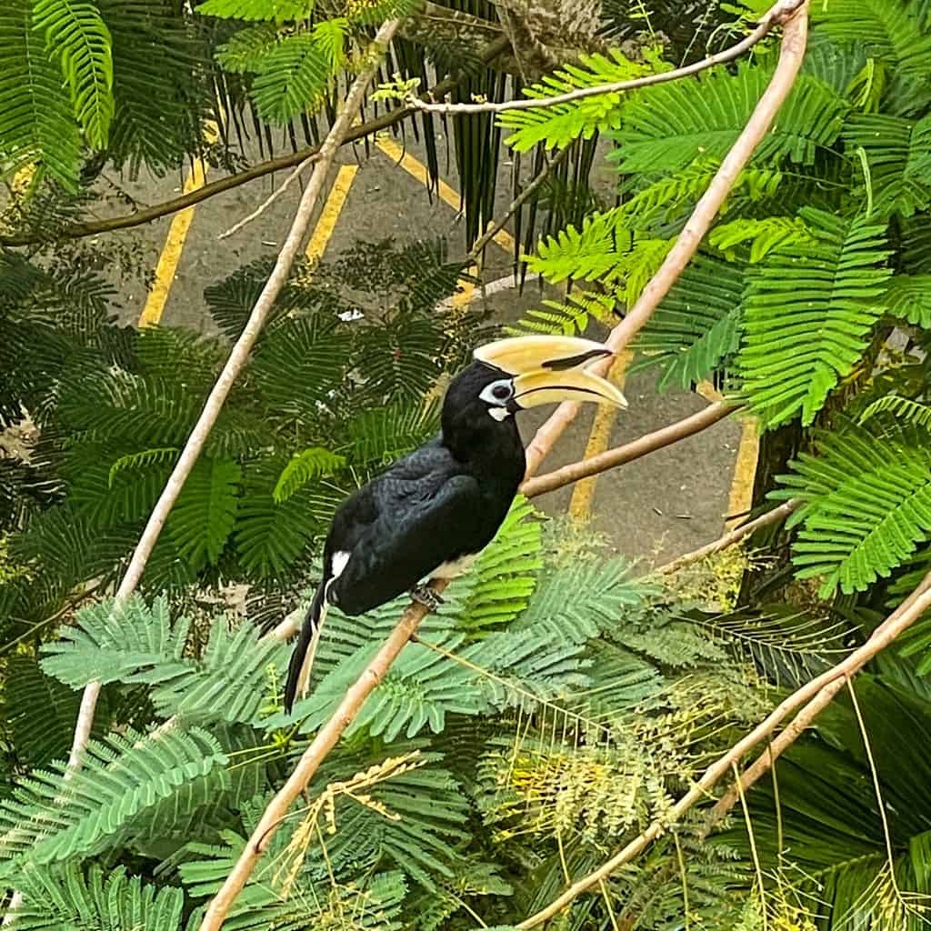 One of the Borneo Big 5: Hornbill sitting in a tree