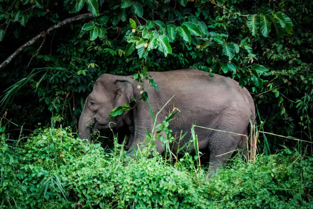 One of the Borneo Big 5: Pygmy Elephant in the jungle