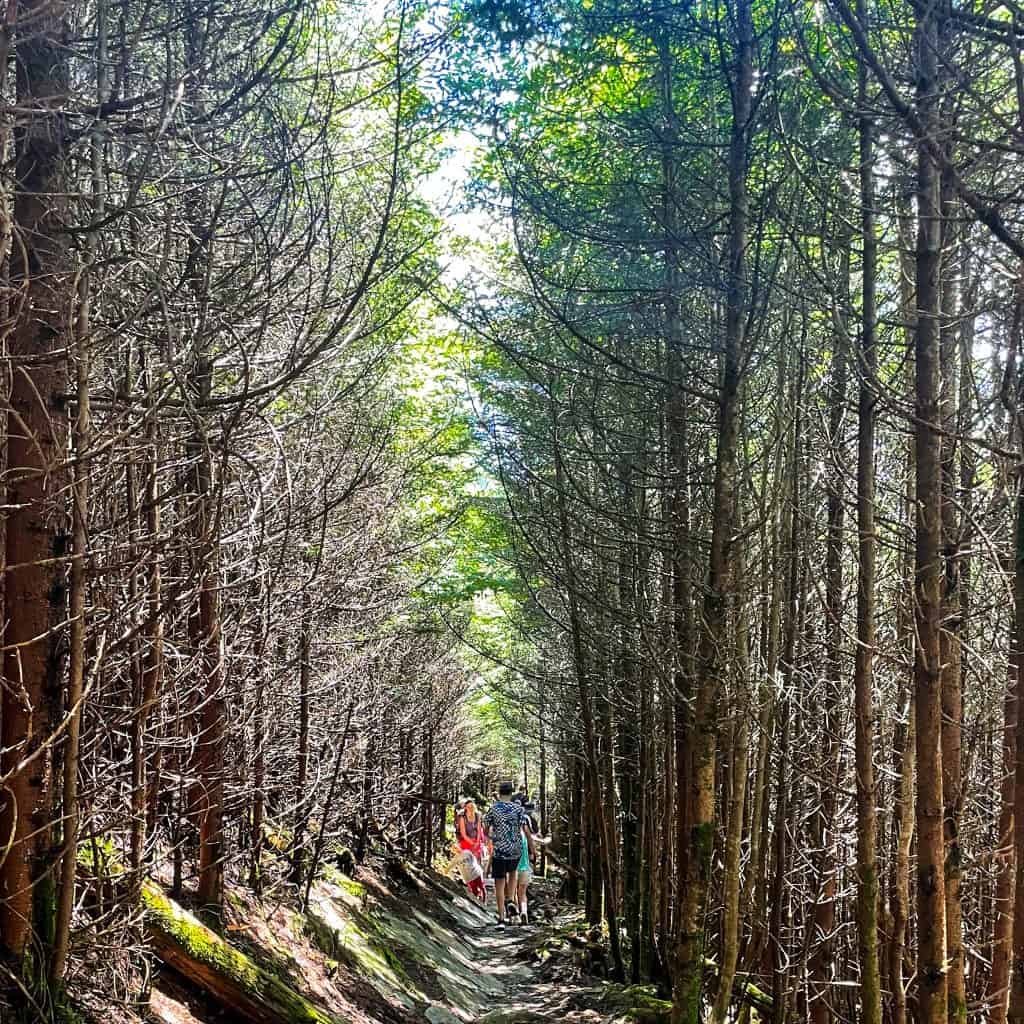 Children walking through a forest 