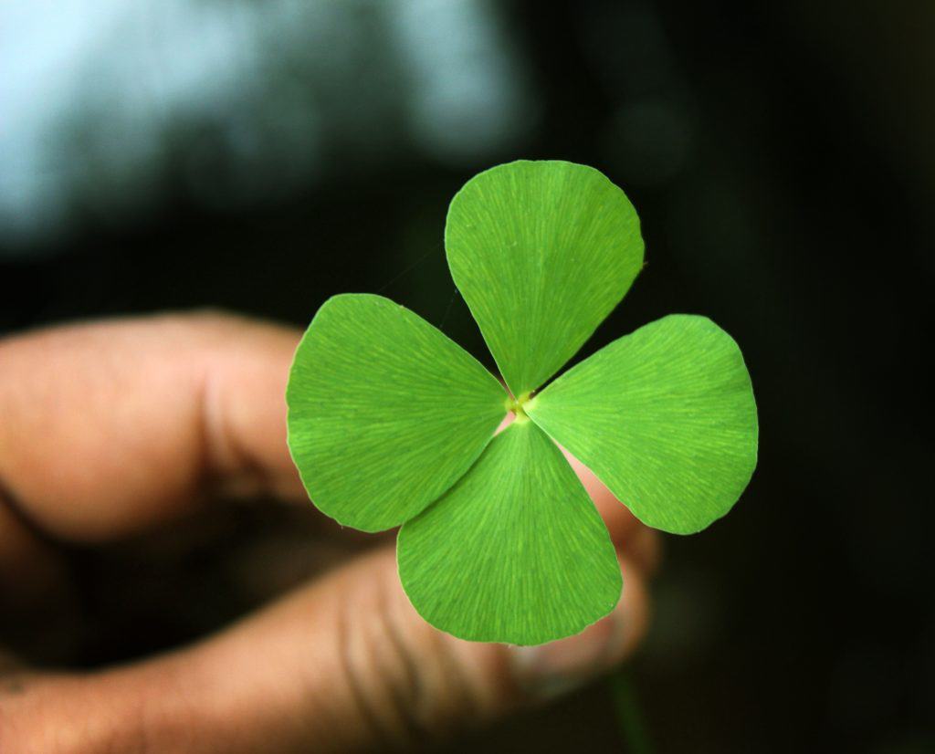 four leaf clover in hand 