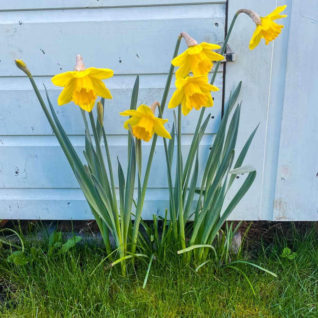Daffodils growing in front of a garden shed