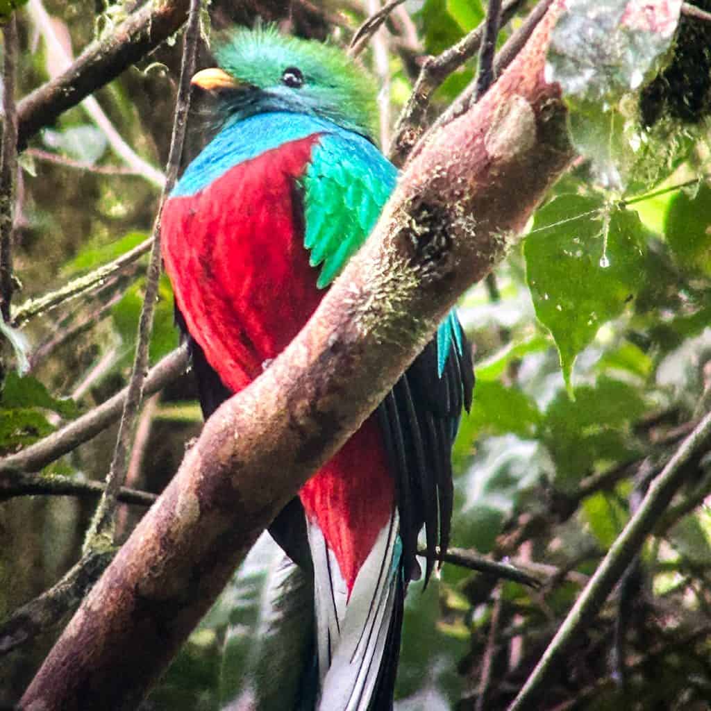 Red and Turquoise Resplendent Quetzal in Costa Rica