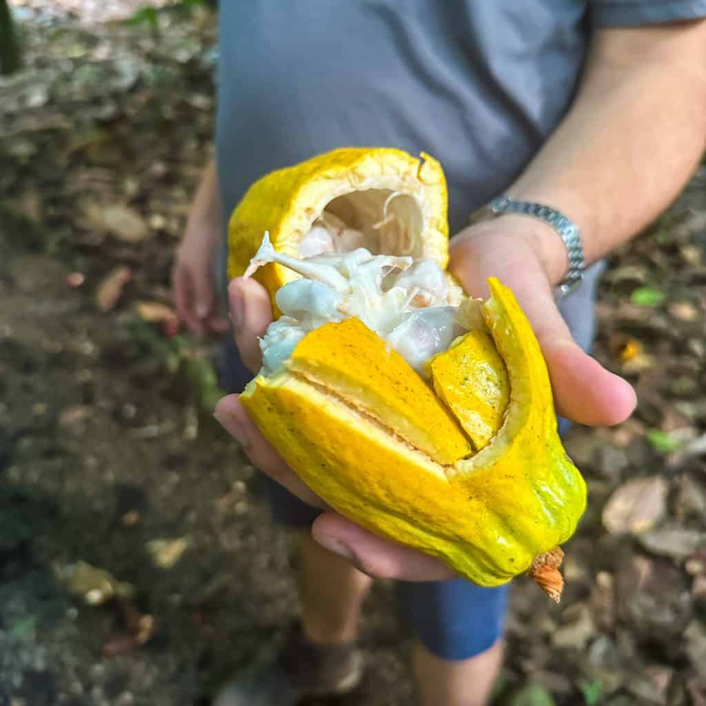 A split cacao pod in a person's hand