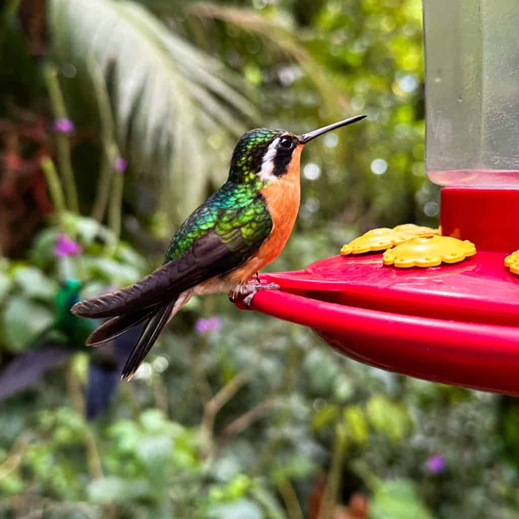 Hummingbird at a bird feeder
