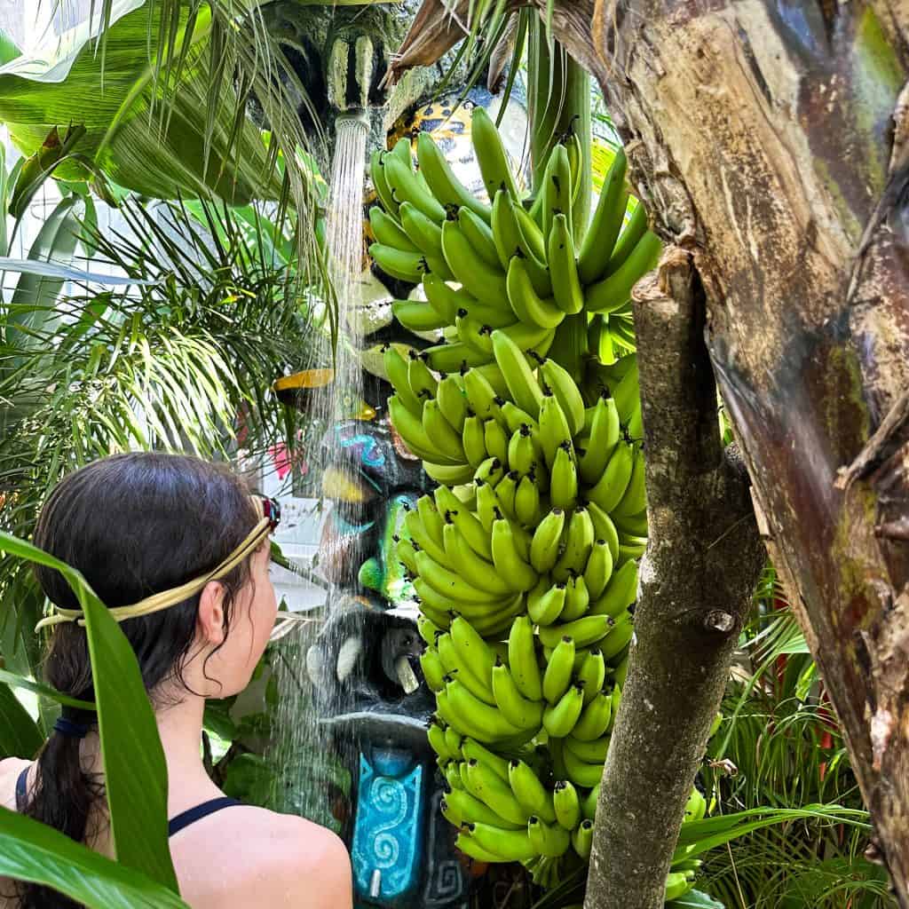 Girl looking at bananas growing in Costa Rica