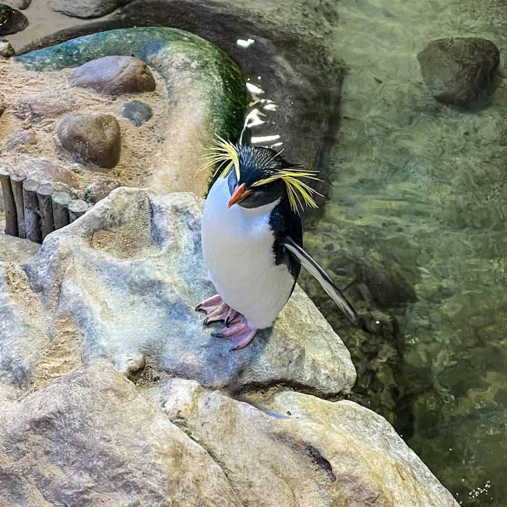 Rockhopper penguin standing on a rock at a zoo