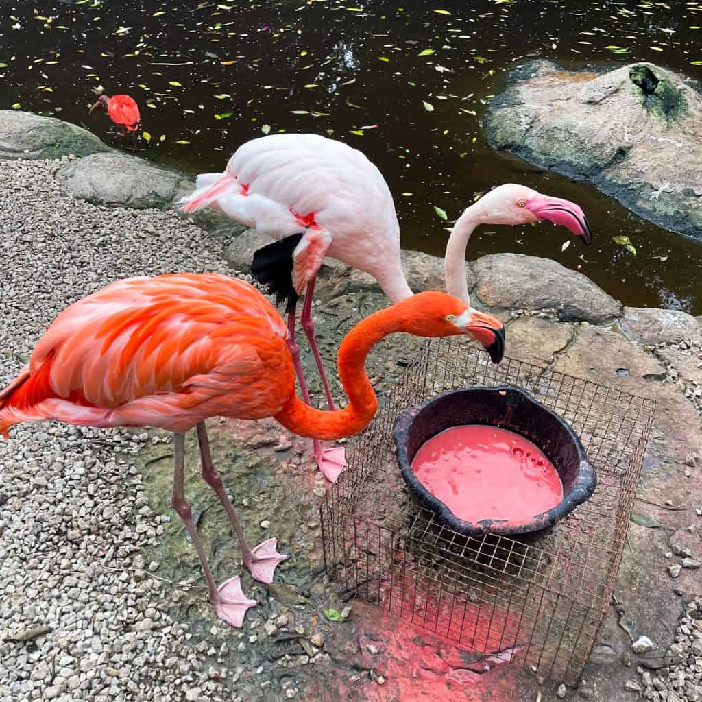 Two Flamingos feeding feeding from a bucket with pink shrimp mixture in it
