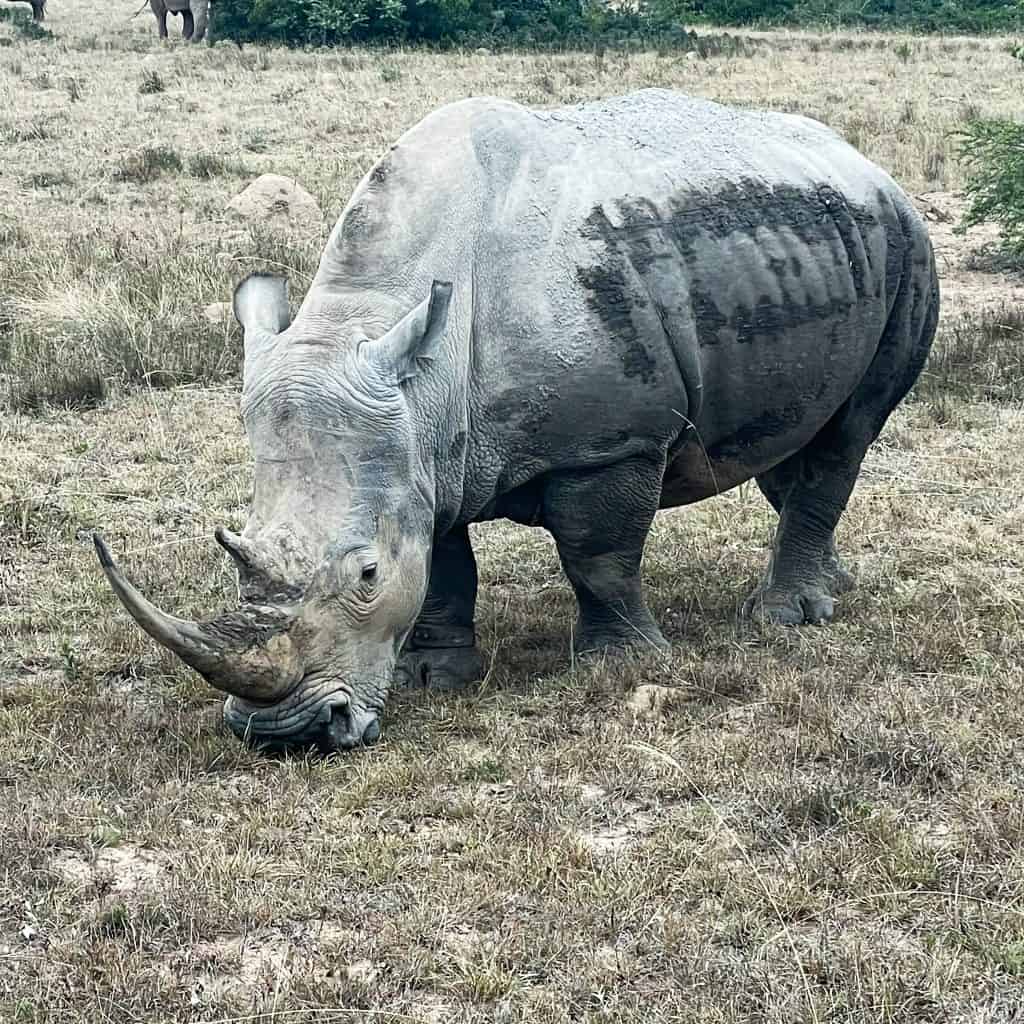 White Rhino grazing