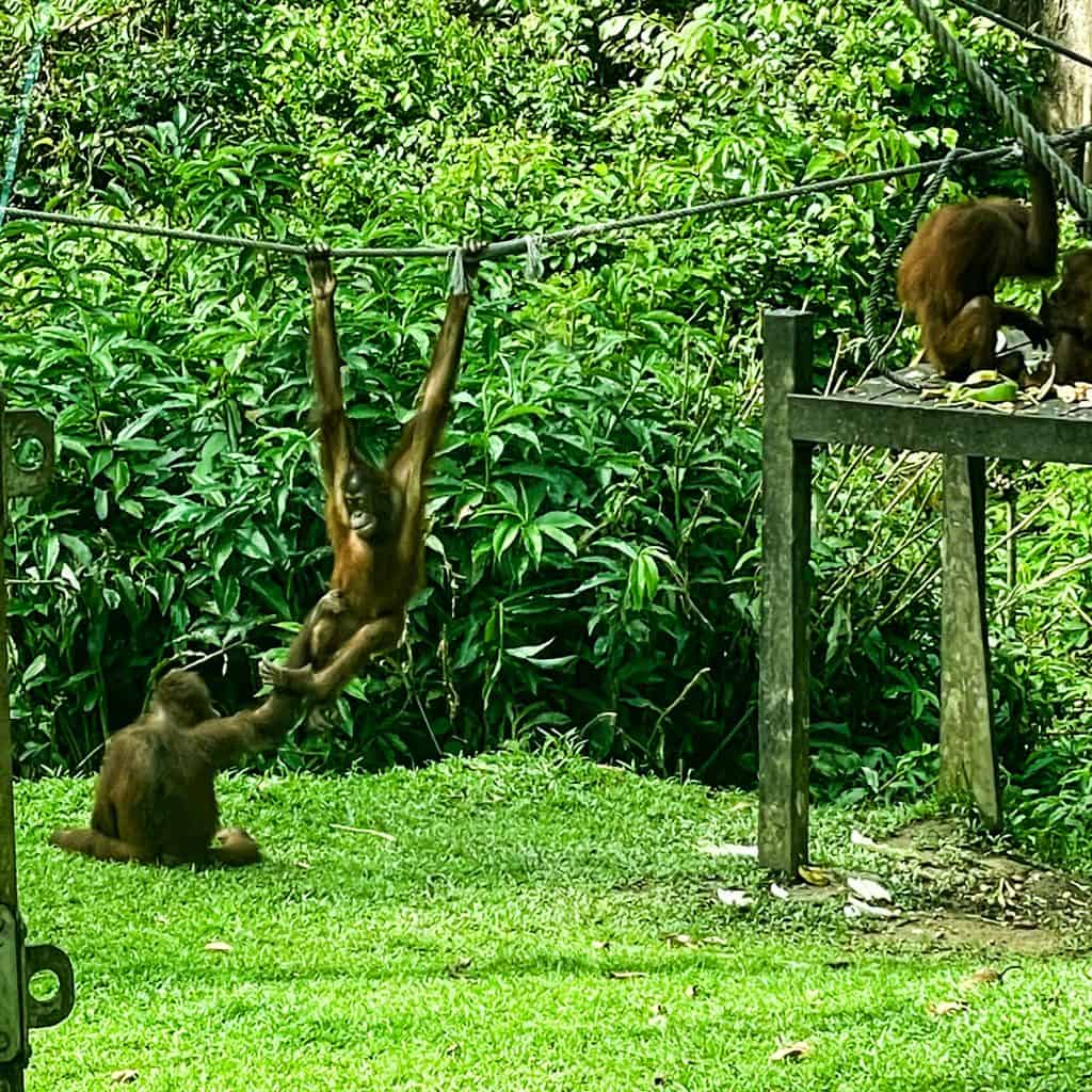 Adolescent orangutans in the nursery at Sepilok Rehabilition Centre in Borneo