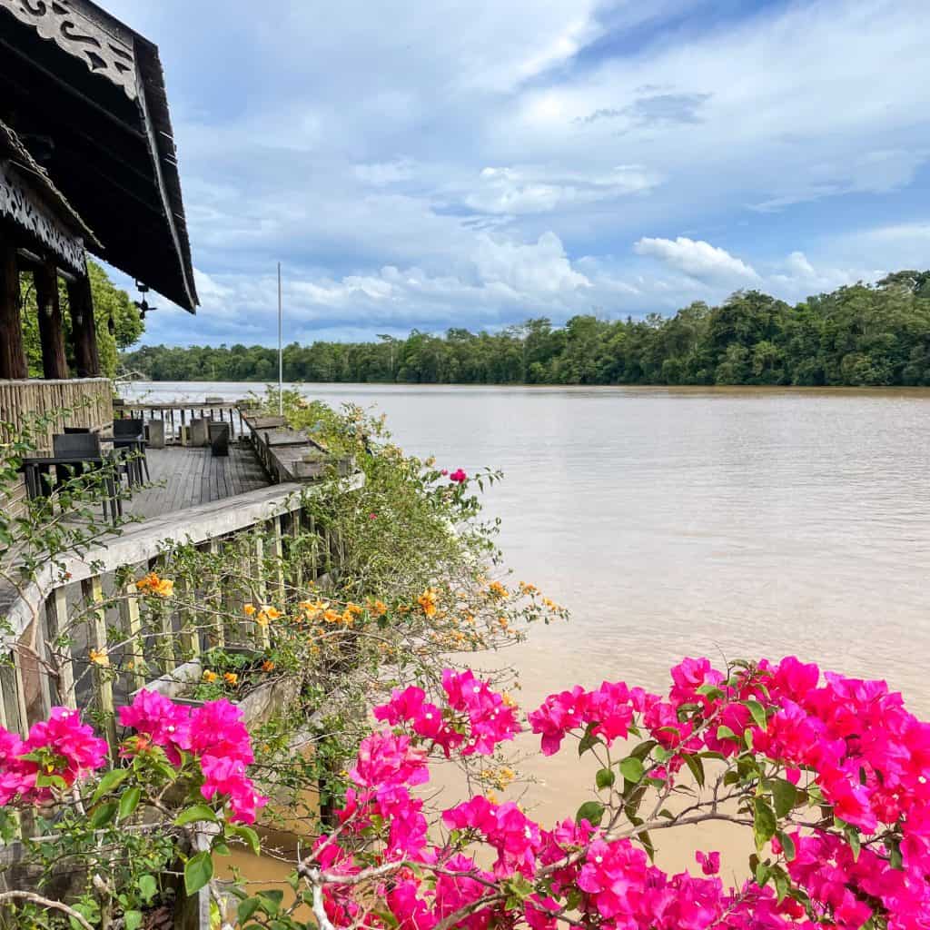 A Borneo rainforest lodge next to the Kinabatangan River with pink flowers in the foreground