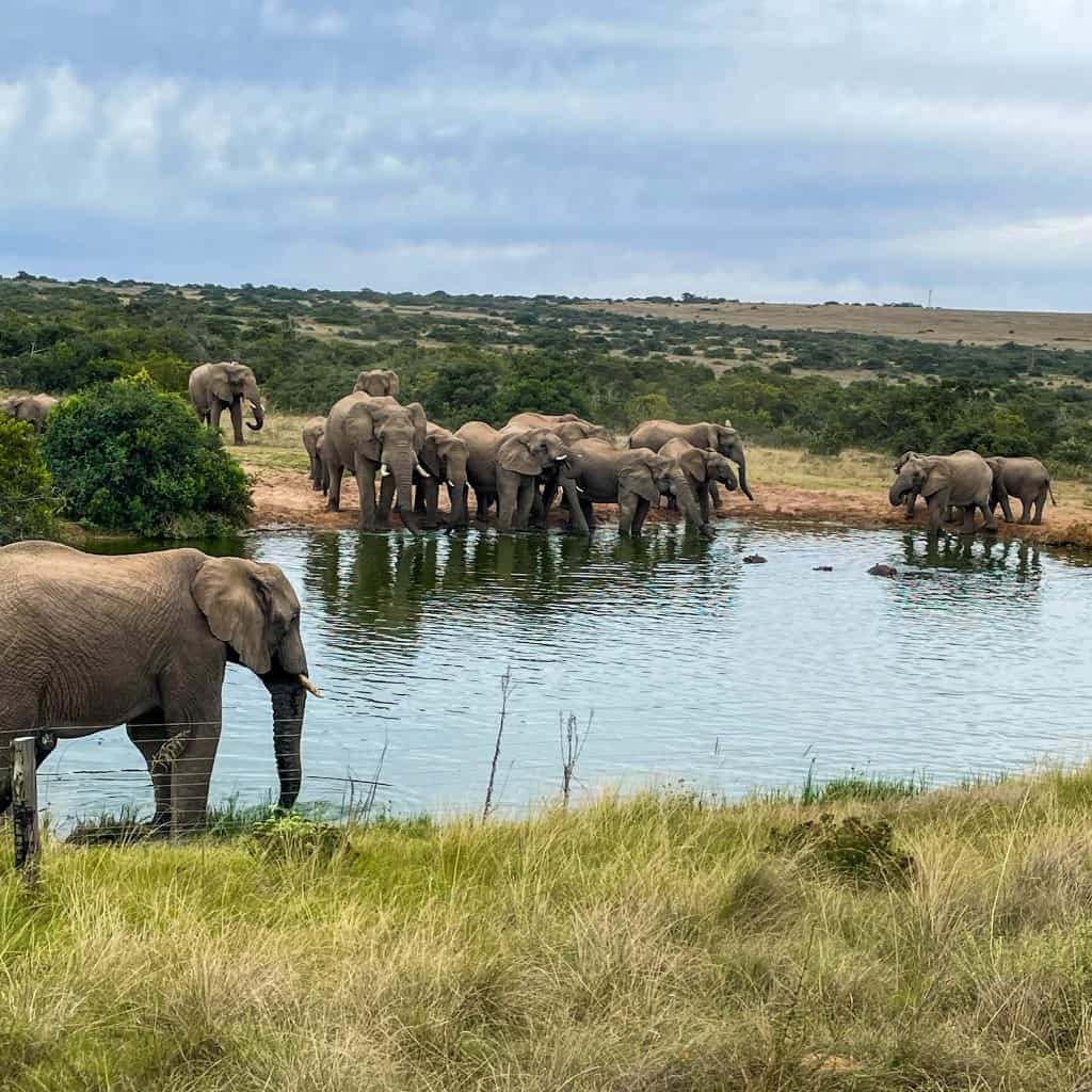 Elephants at a water hole in South Africa