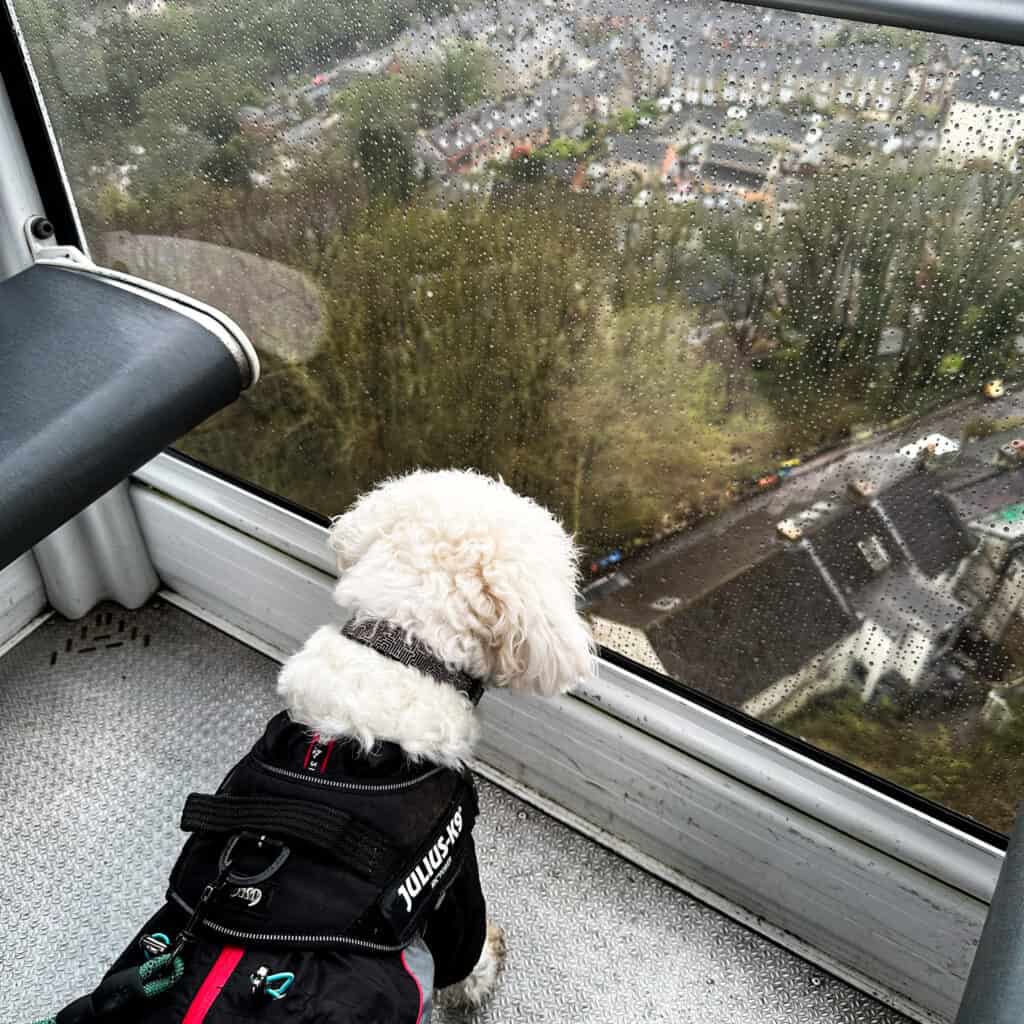 White dog looking out from the Heights of Abraham cable car