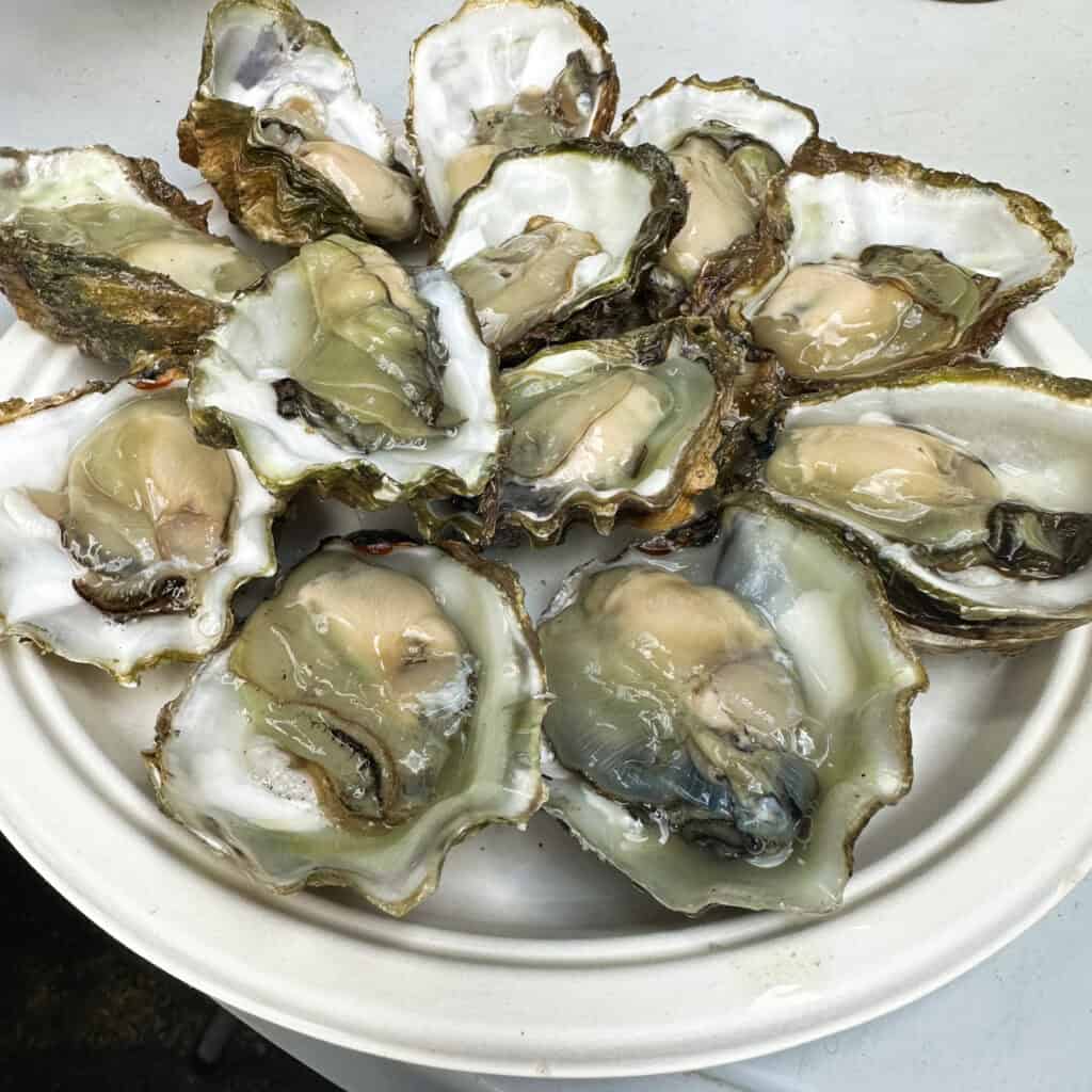 Plate of oysters