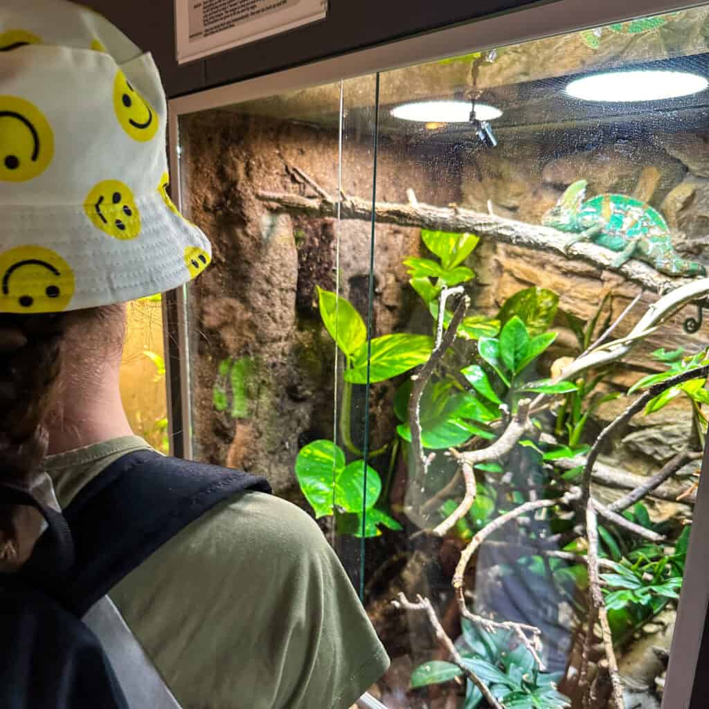 Girl looking at lizard in a tank 