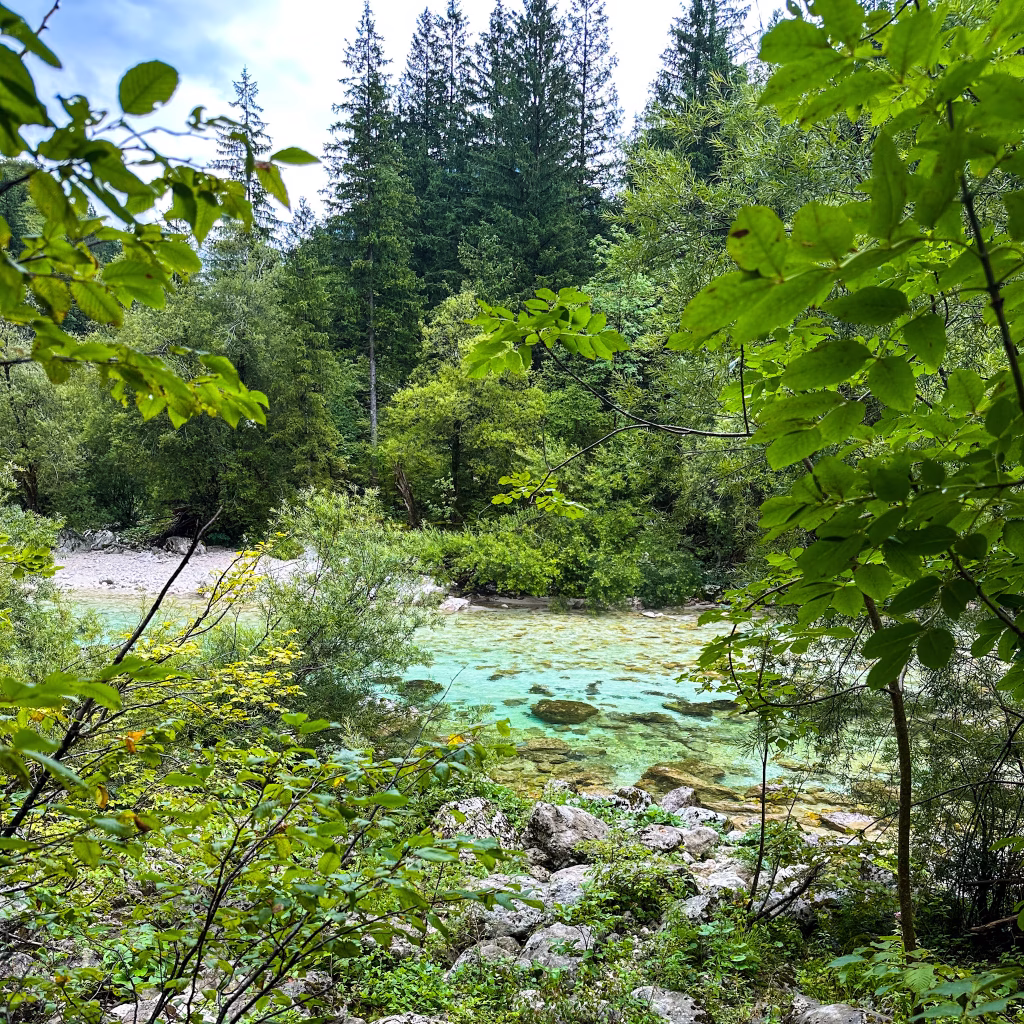 Blue coloured river surrounded by trees